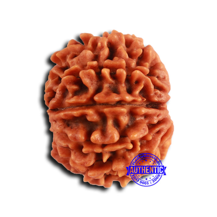 9 Mukhi Nepalese Rudraksha - Bead No. 410