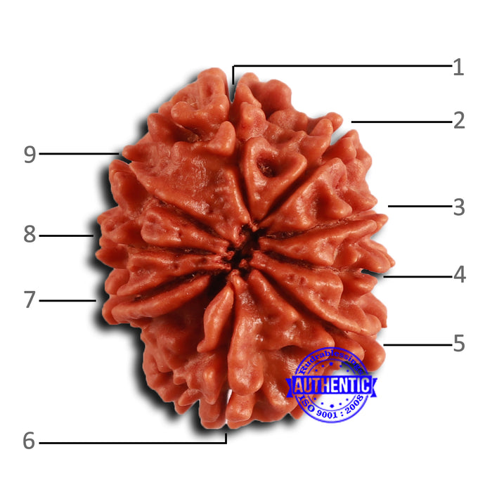 9 Mukhi Nepalese Rudraksha - Bead No. 411