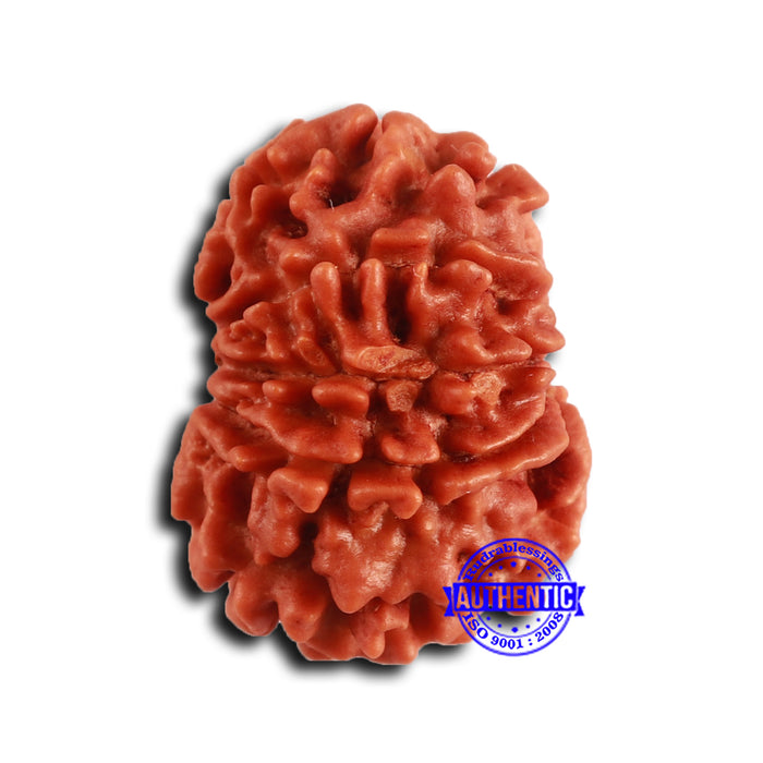 9 Mukhi Nepalese Rudraksha - Bead No. 411