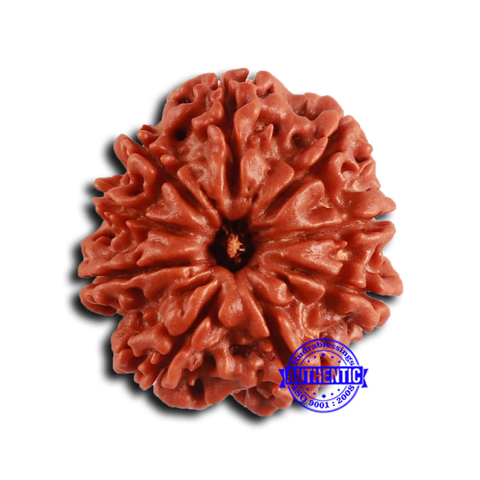 9 Mukhi Nepalese Rudraksha - Bead No. 412