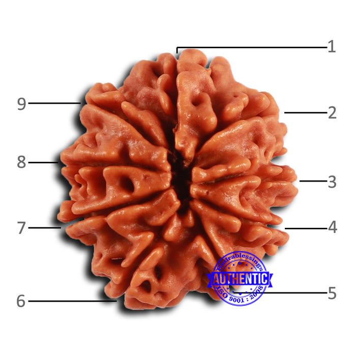 9 Mukhi Nepalese Rudraksha - Bead No. 413