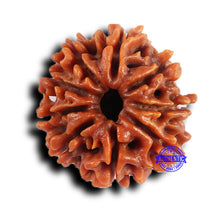 Load image into Gallery viewer, 9 Mukhi Nepalese Rudraksha - Bead No. 419
