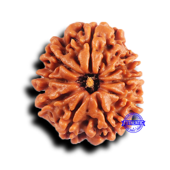 9 Mukhi Nepalese Rudraksha - Bead No. 422