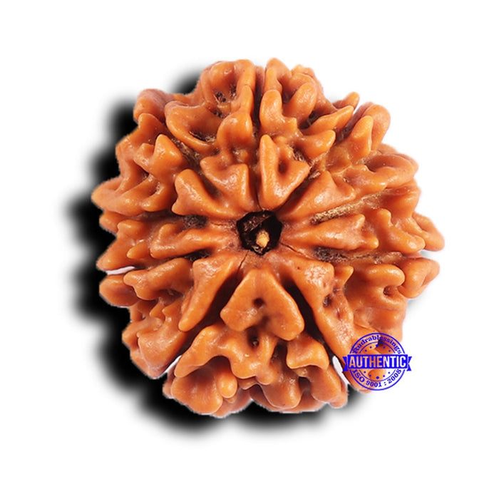 9 Mukhi Nepalese Rudraksha - Bead No. 423