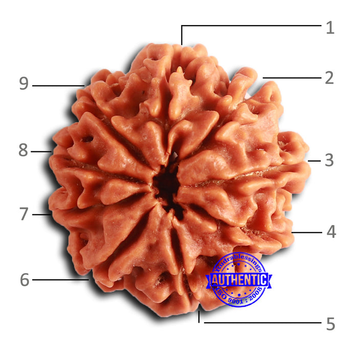 9 Mukhi Nepalese Rudraksha - Bead No. 388