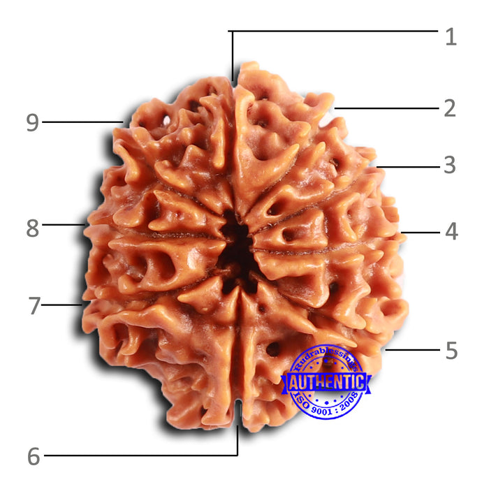 9 Mukhi Nepalese Rudraksha - Bead No. 390