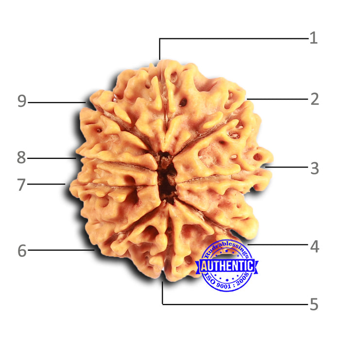 9 Mukhi Nepalese Rudraksha - Bead No. 391