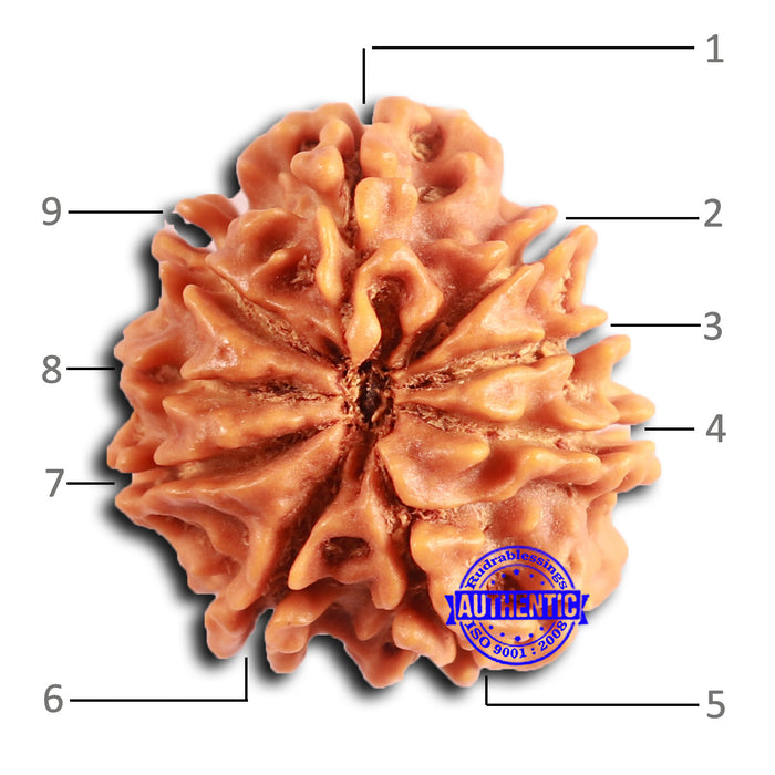 9 Mukhi Nepalese Rudraksha - Bead No. 392