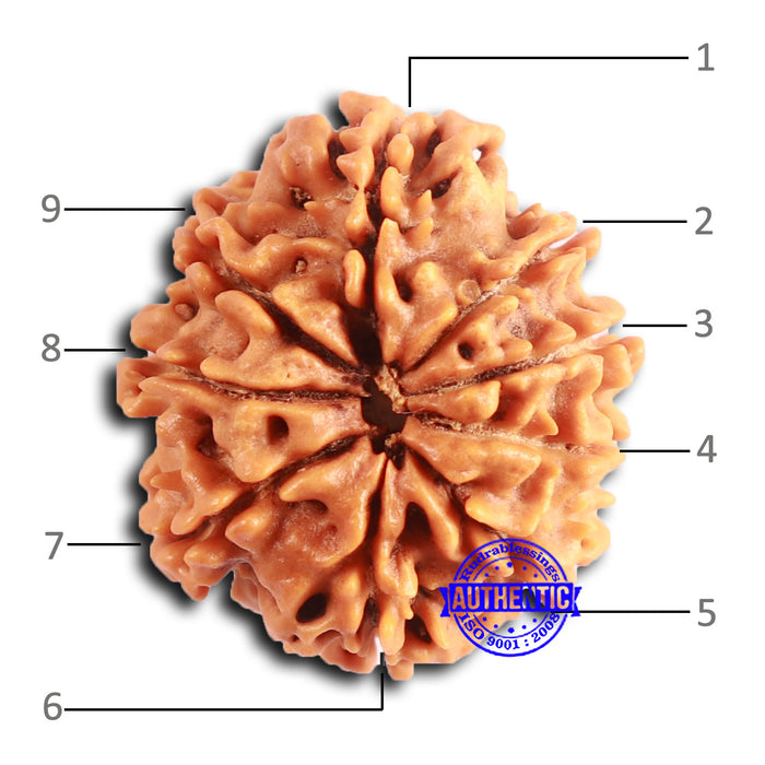 9 Mukhi Nepalese Rudraksha - Bead No. 393