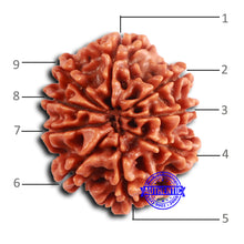 Load image into Gallery viewer, 9 Mukhi Nepalese Rudraksha - Bead No. 394
