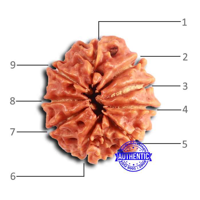 9 Mukhi Nepalese Rudraksha - Bead No. 395