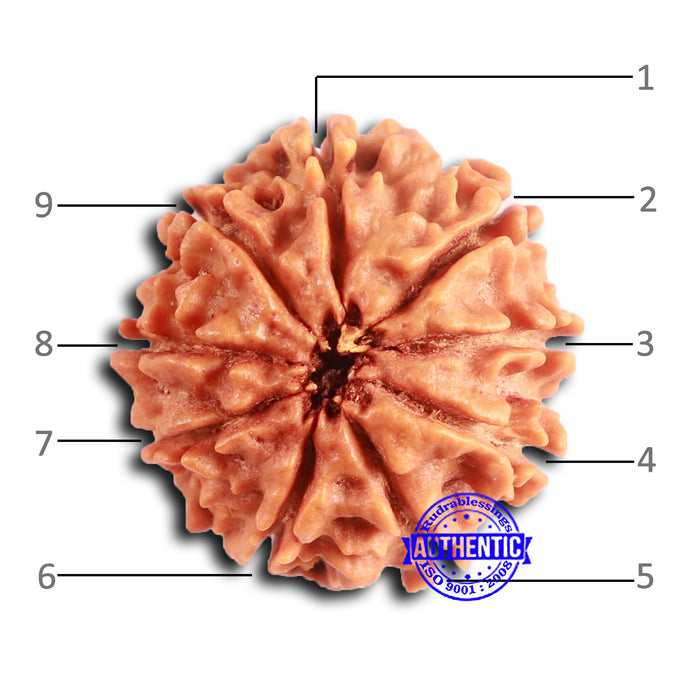 9 Mukhi Nepalese Rudraksha - Bead No. 396