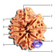 Load image into Gallery viewer, 9 Mukhi Nepalese Rudraksha - Bead No. 397
