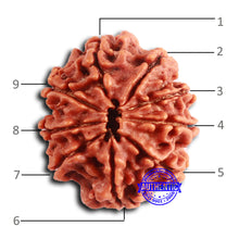 Load image into Gallery viewer, 9 Mukhi Nepalese Rudraksha - Bead No. 398
