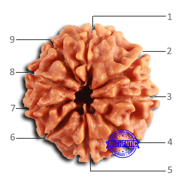 9 Mukhi Nepalese Rudraksha - Bead No. 399
