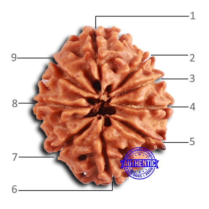 9 Mukhi Nepalese Rudraksha - Bead No. 400