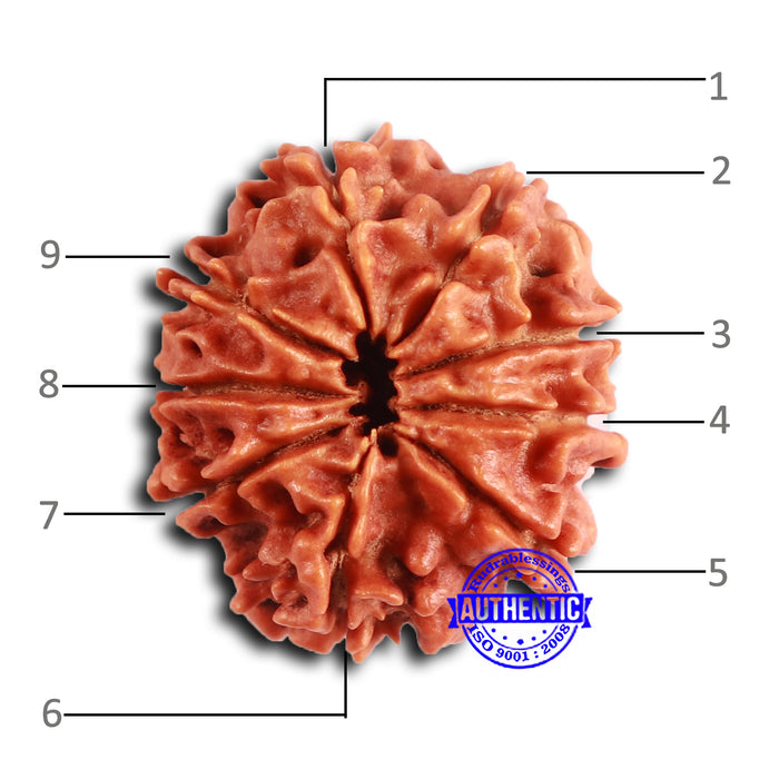 9 Mukhi Nepalese Rudraksha - Bead No. 403