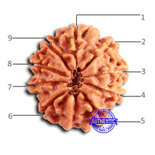 Load image into Gallery viewer, 9 Mukhi Nepalese Rudraksha - Bead No. 404
