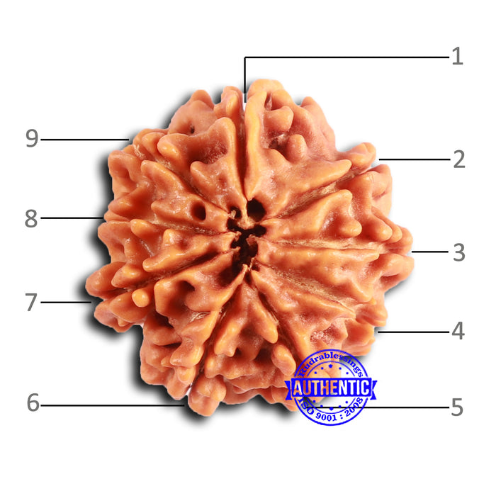 9 Mukhi Nepalese Rudraksha - Bead No. 405