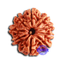 Load image into Gallery viewer, 9 Mukhi Nepalese Rudraksha - Bead No. 388
