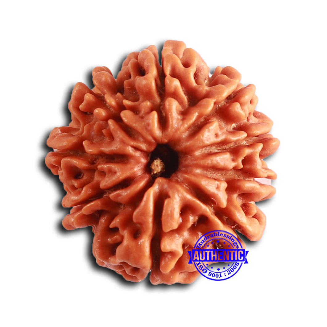 9 Mukhi Nepalese Rudraksha - Bead No. 388