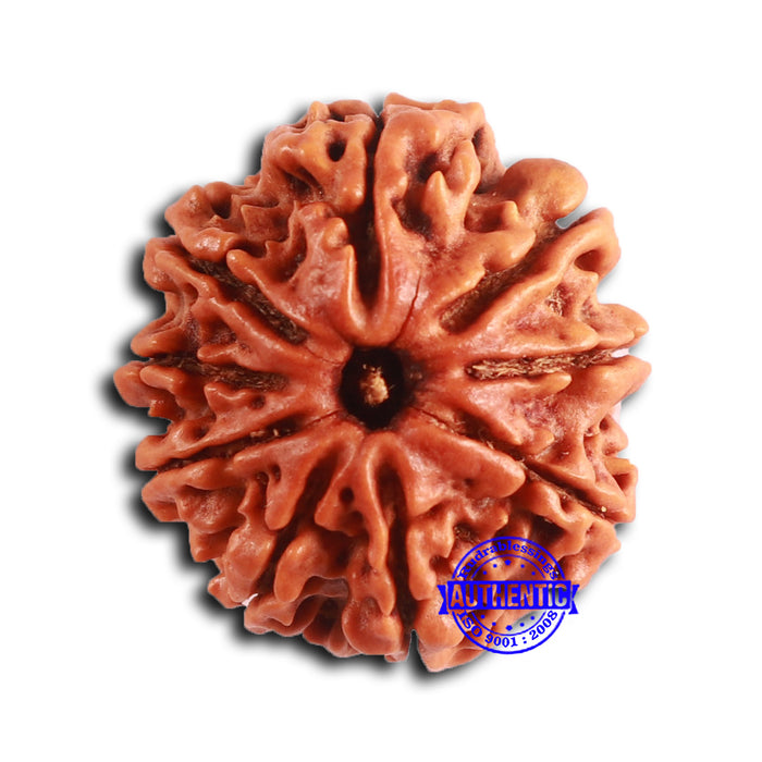 9 Mukhi Nepalese Rudraksha - Bead No. 389