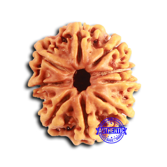 9 Mukhi Nepalese Rudraksha - Bead No. 391