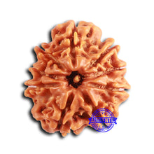 Load image into Gallery viewer, 9 Mukhi Nepalese Rudraksha - Bead No. 392

