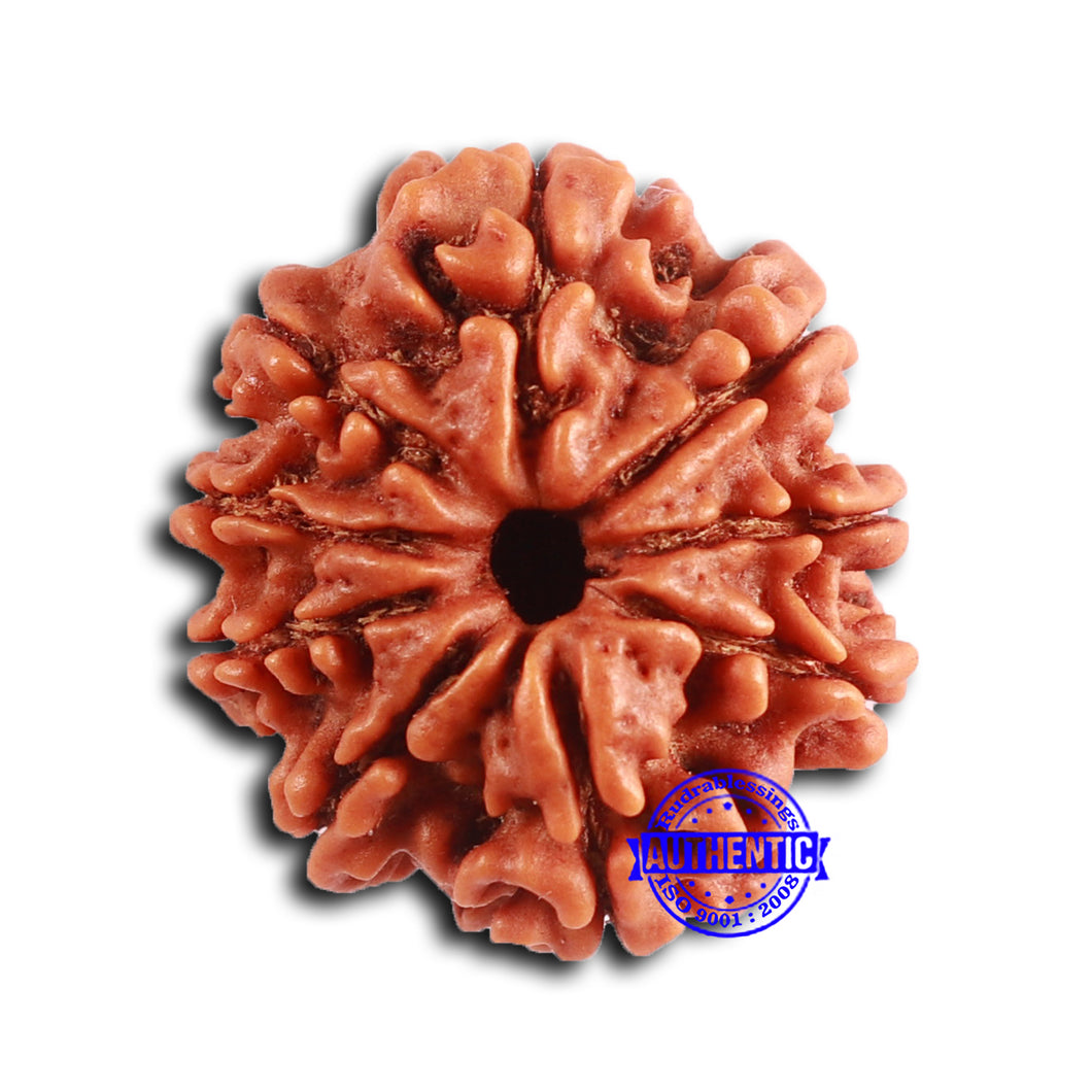9 Mukhi Nepalese Rudraksha - Bead No. 398