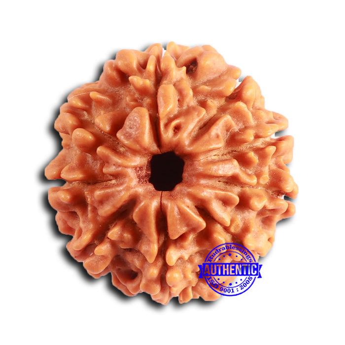 9 Mukhi Nepalese Rudraksha - Bead No. 399