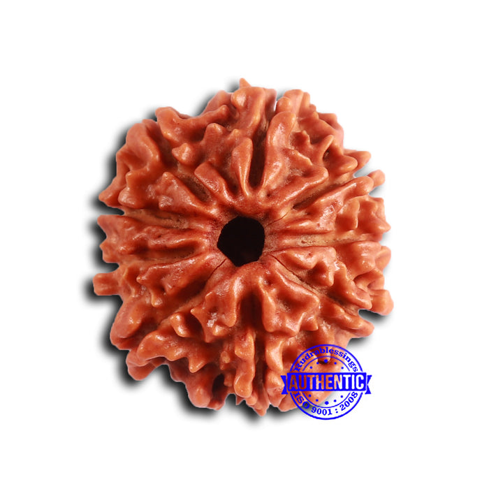 9 Mukhi Nepalese Rudraksha - Bead No. 403