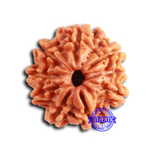 Load image into Gallery viewer, 9 Mukhi Nepalese Rudraksha - Bead No. 405
