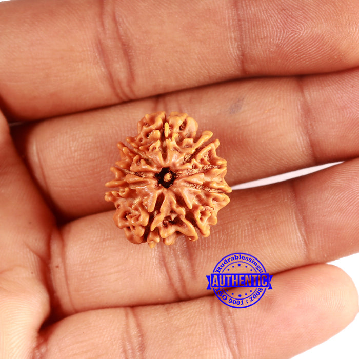 9 Mukhi Nepalese Rudraksha - Bead No. 392