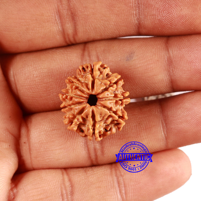 9 Mukhi Nepalese Rudraksha - Bead No. 393