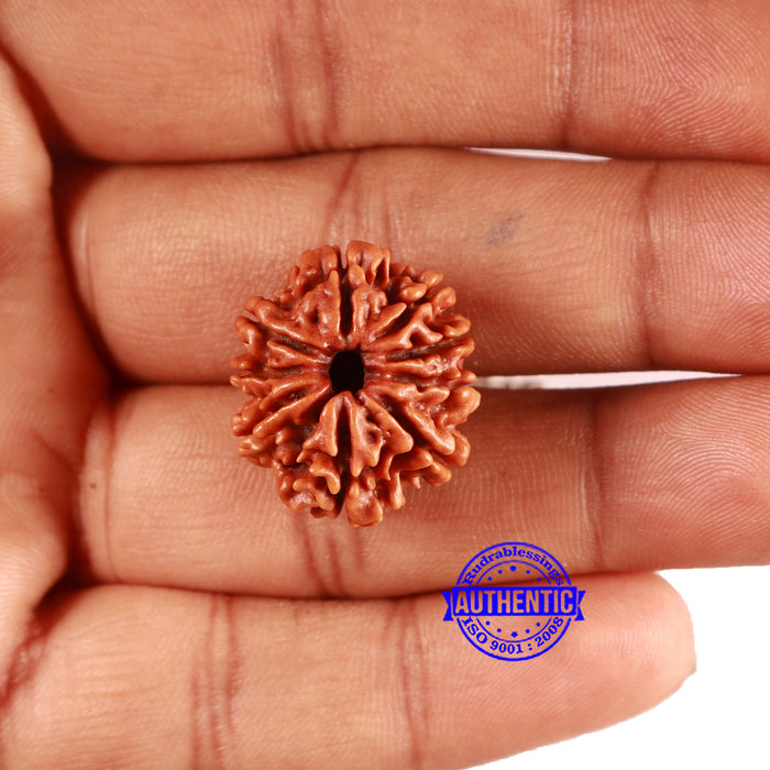9 Mukhi Nepalese Rudraksha - Bead No. 394