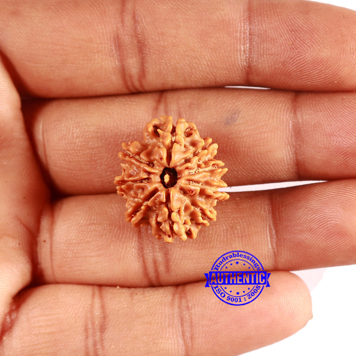 9 Mukhi Nepalese Rudraksha - Bead No. 397