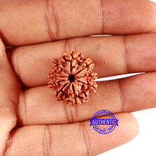 Load image into Gallery viewer, 9 Mukhi Nepalese Rudraksha - Bead No. 398
