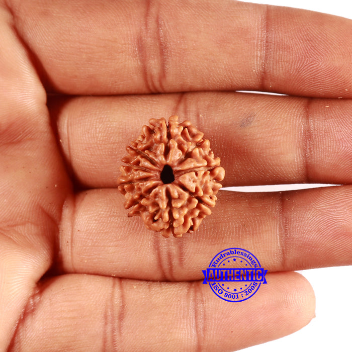 9 Mukhi Nepalese Rudraksha - Bead No. 400