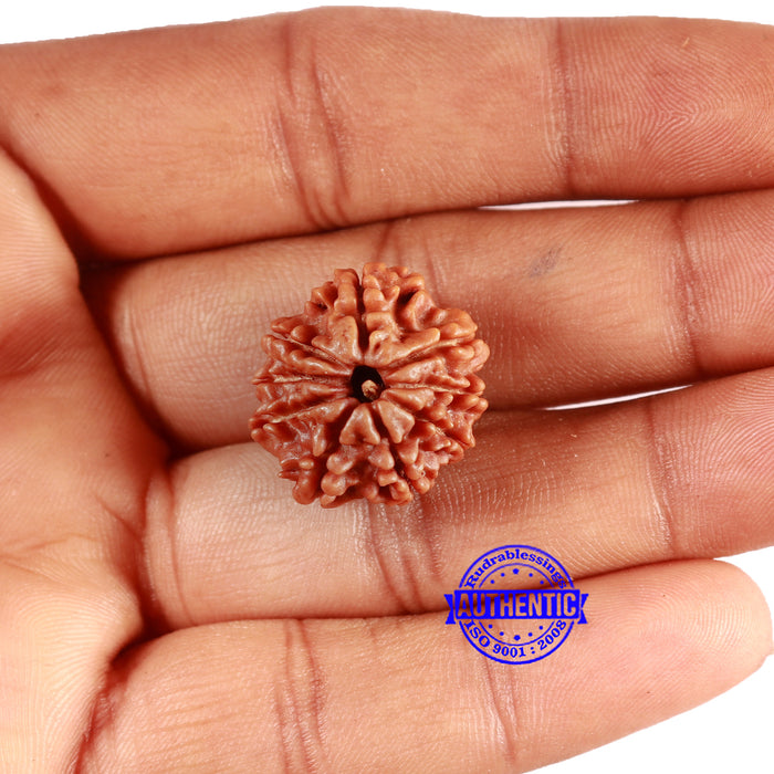 9 Mukhi Nepalese Rudraksha - Bead No. 402