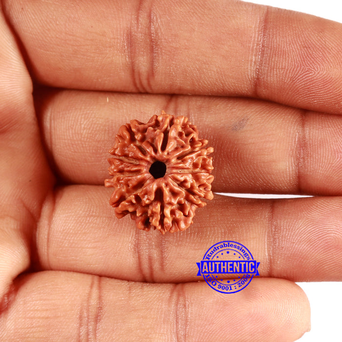 9 Mukhi Nepalese Rudraksha - Bead No. 403