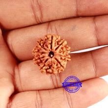 Load image into Gallery viewer, 9 Mukhi Nepalese Rudraksha - Bead No. 404
