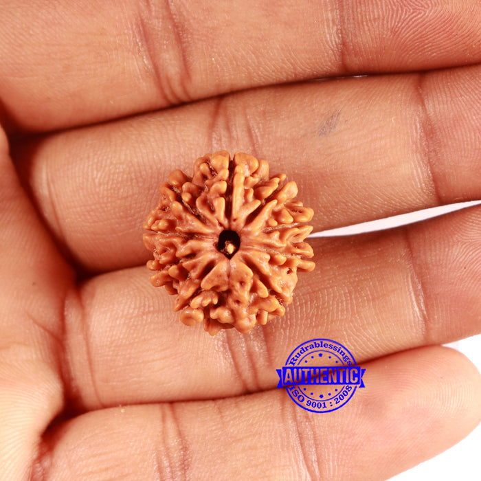 9 Mukhi Nepalese Rudraksha - Bead No. 404