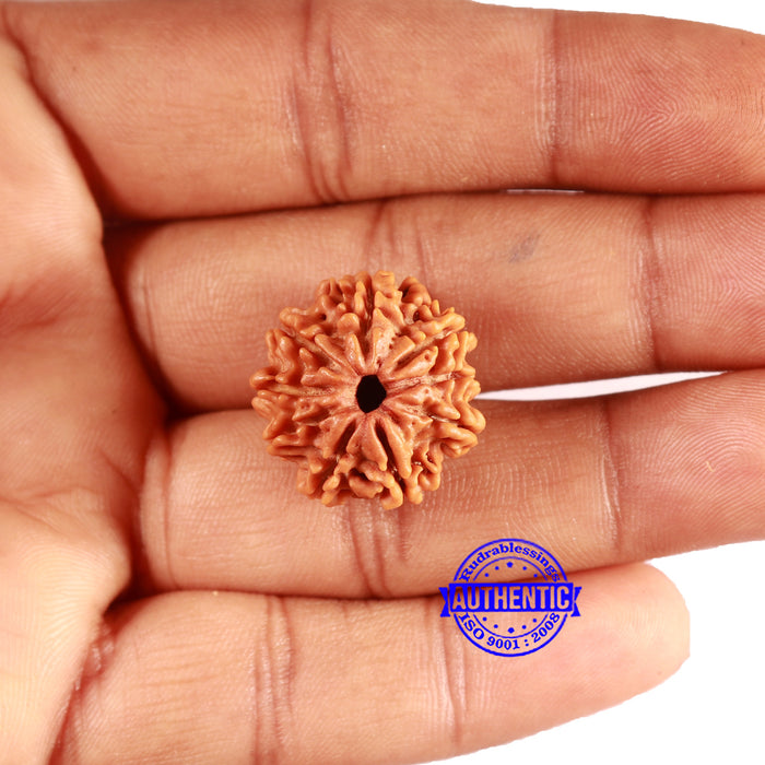9 Mukhi Nepalese Rudraksha - Bead No. 405