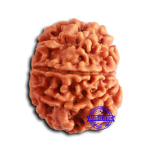 Load image into Gallery viewer, 9 Mukhi Nepalese Rudraksha - Bead No. 388
