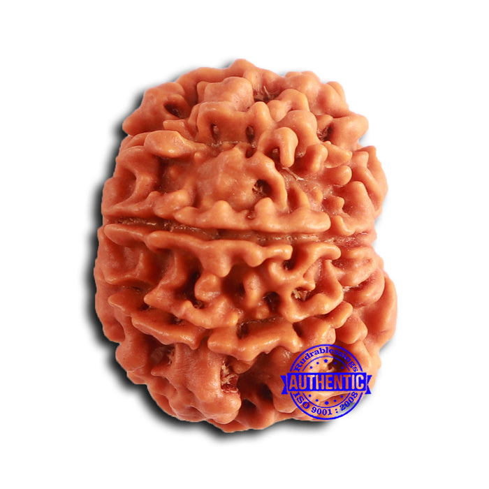 9 Mukhi Nepalese Rudraksha - Bead No. 388