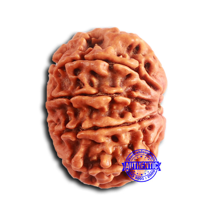 9 Mukhi Nepalese Rudraksha - Bead No. 389