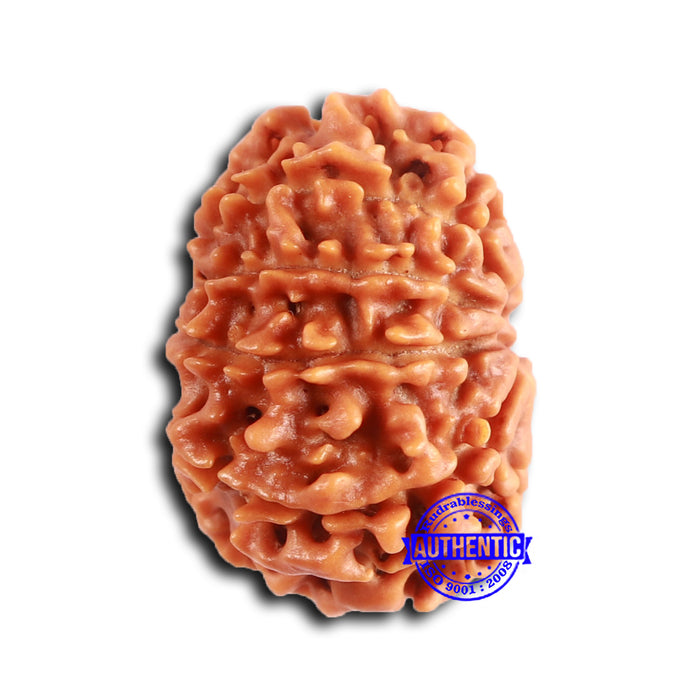 9 Mukhi Nepalese Rudraksha - Bead No. 390