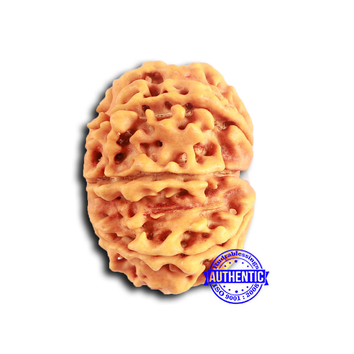 9 Mukhi Nepalese Rudraksha - Bead No. 391