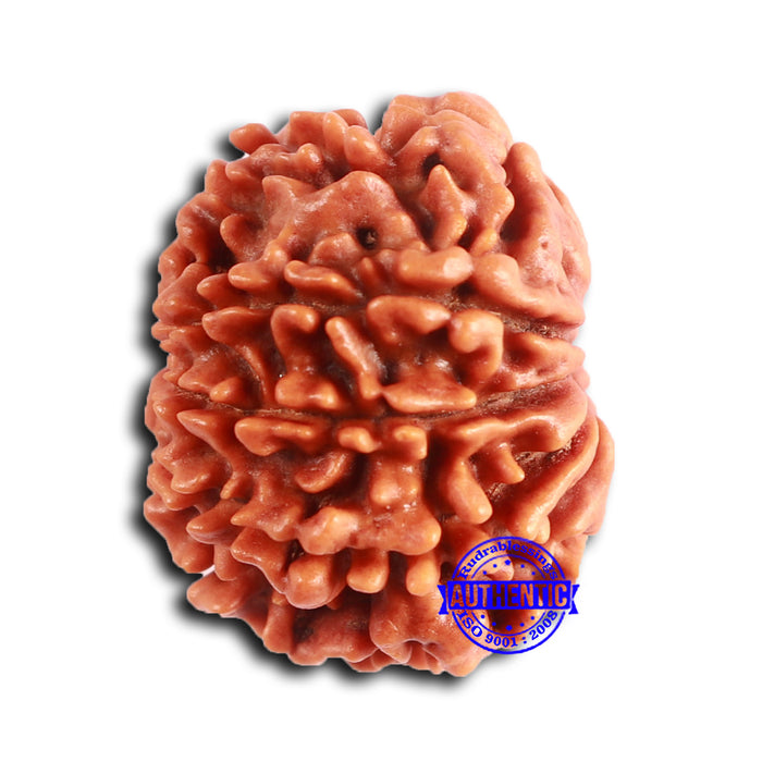 9 Mukhi Nepalese Rudraksha - Bead No. 394