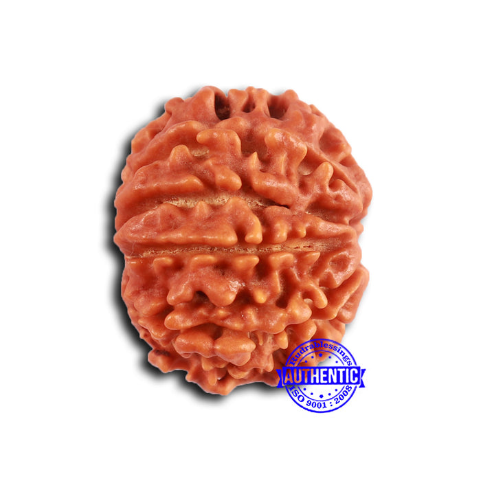 9 Mukhi Nepalese Rudraksha - Bead No. 395